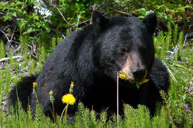 Spring Black Bear Hunting